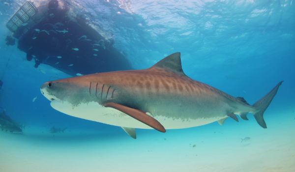 http://www.novate.ru/files/u31143/Tiger_shark.jpg